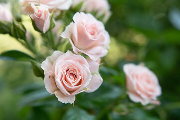 beautiful soft pink roses flower blooming in garden. macro footage. 