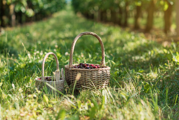 Basket full of red ripe cherries on garden grass. Cherries with cuttings collected from the tree. Self-harvesting of berries in plantations on coutryside.
