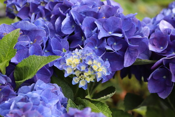 Hydrangea macrophylla. Blue blooming hydrangea, Hortensia flowers. 