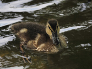 young duck swimming