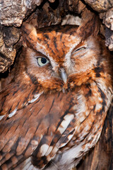 Screech Owl with One Eye Closed