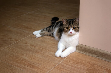 Naklejka premium Scottish straight-eared cat is resting on the home floor. Pedigree animals and their owners. Selective focus, copy space