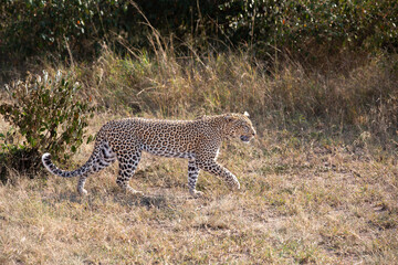 Leopard Walking in Grass
