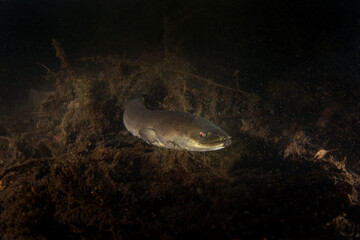 European eel during night dive. Eel is swimming on the bottom of the lake. European fish in natural...