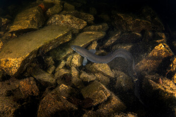 European eel during night dive. Eel is swimming on the bottom of the lake. European fish in natural habitat. Night dive in the European lake.  