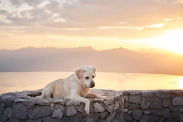 dog on the background of the sunset sky. Fawn labrador retriever in nature outdoor