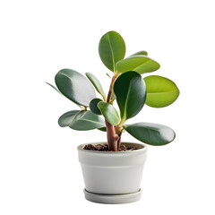 Ficus rubber plant in white pot isolated on white background with clipping path
