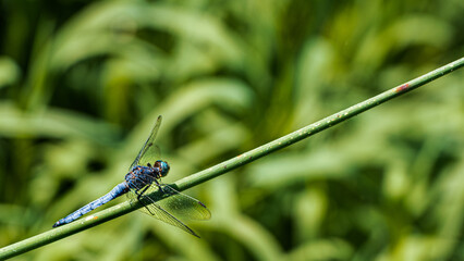 Potrait of an blue dragonfly laid on the steam of grass