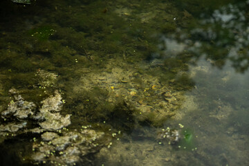 Swamp with dirty water. Swamp with thickets in the sun. old swamp