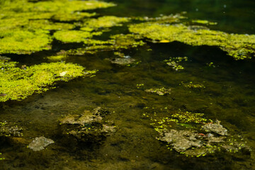 Swamp with dirty water. Swamp with thickets in the sun. old swamp