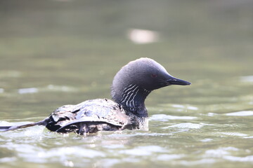 The Pacific loon or Pacific diver (Gavia pacifica), is a medium-sized member of the loon, or diver, family.