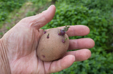 Sprouted tuber in farmer hand. Inspection of seed potatoes