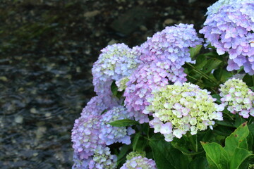 水辺のアジサイ（高知県　土佐市　加茂川親水公園）