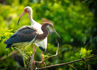 Birds of the Low Country