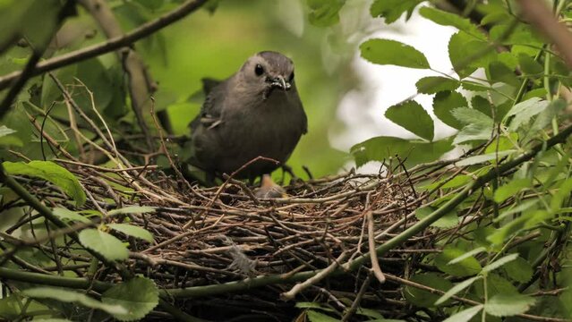 The gray catbird (Dumetella carolinensis) lives in North America. Screams like a cat, hence the name cat bird.