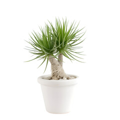 Plant in a pot isolated on white background. clipping path included