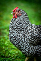 chicken framed in green