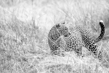 Naklejka premium Leopard in the Grass
