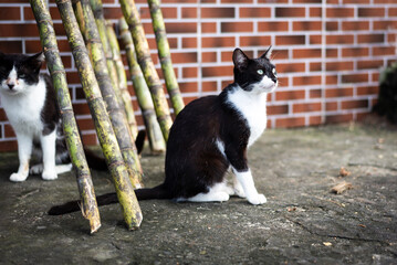 Two adorable and fluffy cats on the street.