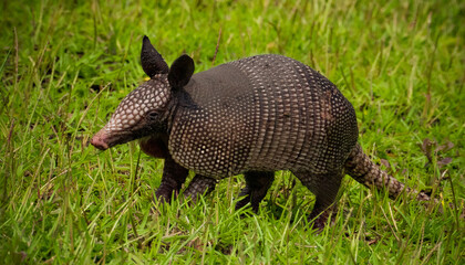 Armadillo on Daufuskie