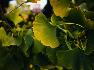 Tree leaves