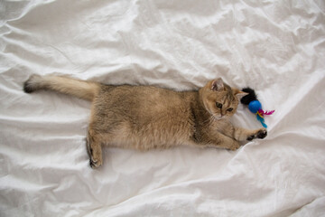 Beautiful cat of breed British golden chinchilla