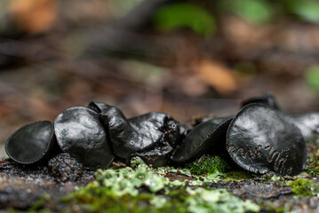 Black witch's (or witches') butter fungi found on a rotting log in Massachusetts 