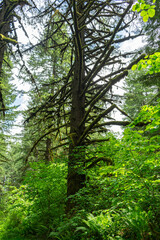 Redwood Trees Oregon
