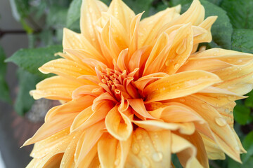 Magnificent Macro: Captivating Beauty of Orange Petal Blooms