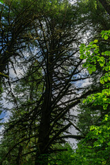 Redwood Trees Oregon