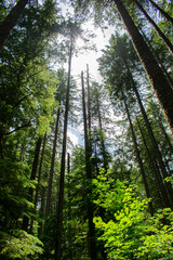 Redwood Trees Oregon