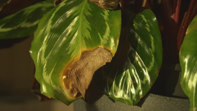 CLOSE UP, DOF Curled leaves with brown edges on calathea medallion indoor plant. Drying and browning of leaves due to improper watering or low air humidity. Cultivation problems with exotic houseplant