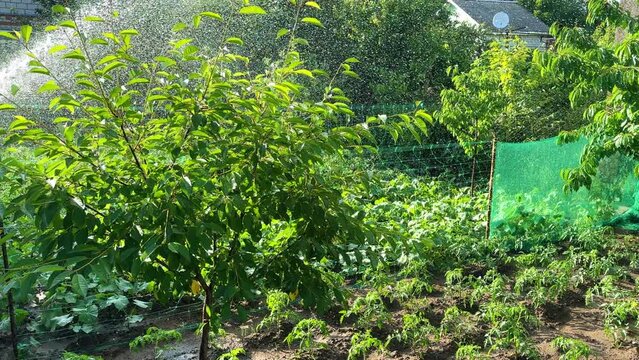 Little green fruit tree is watered from a hose. Taking care of the orchard on hot summer weather.