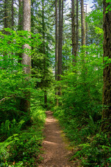 Redwood Trees Oregon