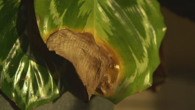 CLOSE UP, DOF: Difficulties in growing the exotic houseplant calathea medallion. Curled leaves with brown edges due to improper watering or low air humidity. Sensitive tropical flower in indoor jungle
