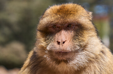 Barbary macaque or macaca sylvanus in its habitat in Cedre Gouraud Forest in Middle Atlas mountains in Morocco between Azrou and Ifrane. Close-up view. Tourist attraction.