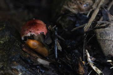 Slug eating a Mushroom