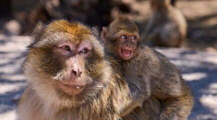 Obraz premium Mom and baby of Barbary macaque or macaca sylvanus in its habitat in Cedre Gouraud Forest, Middle Atlas mountains in Morocco between Azrou and Ifrane. Tourist attraction. Feeding macaques by tourists.
