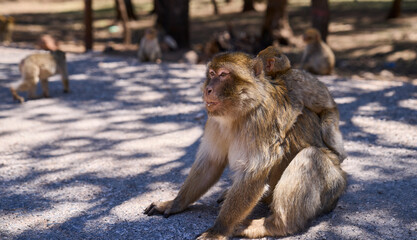 Mother and baby of Barbary macaque or macaca sylvanus in its habitat in Cedre Gouraud Forest, Atlas mountains in Morocco between Azrou and Ifrane. Tourist attraction. Feeding macaques by tourists.