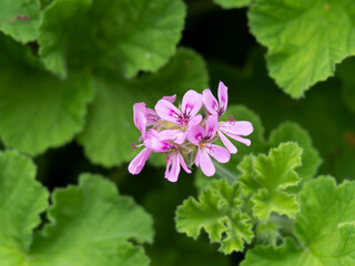 野山に咲くゼラニウムの花