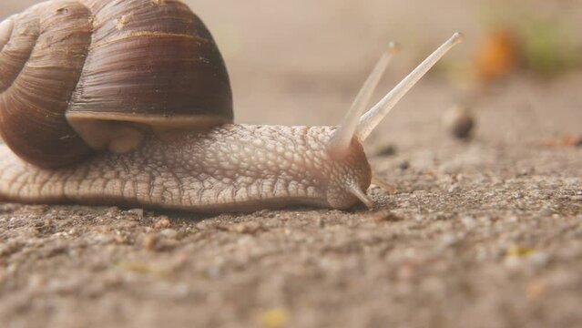 Beautiful snail crawling. Close-up shot in 4k