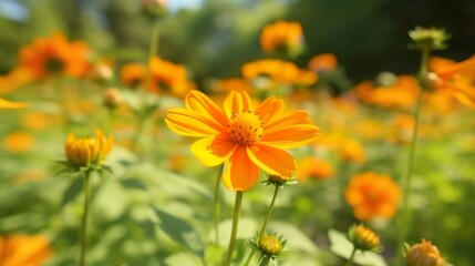 Macro shot of yellow Mexican Sunflower, Tithonia diversifolia flower detail field