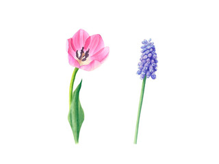 Set of pink tulip and muscari isolated on a transparent background. Hand drawn illustration. Design element. For cards, wedding invitations, mother's day, birthday, valentine's day, March 8, easter.