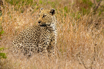 Leopardo sentado de olhar fixo e intimidador em meio o mato seco e amarelado da savana
