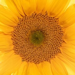 Detailed center of a yellow sunflower background and copy-space, macro, centered