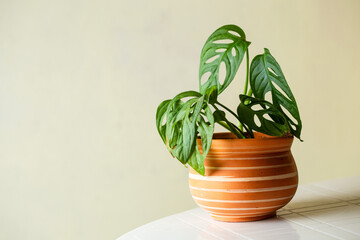 Monstera, la planta de moda que arrasa en los hogares 