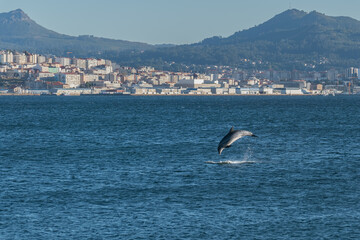 Bottlenose dolphin jumping above the sea surface Tursiops truncatus