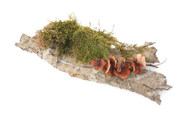 Tree bark piece with moss on white background, top view