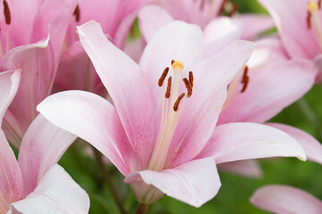 Close up Blooming Pink Lily in Spring