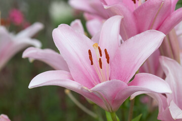 Close up Blooming Pink Lily in Spring